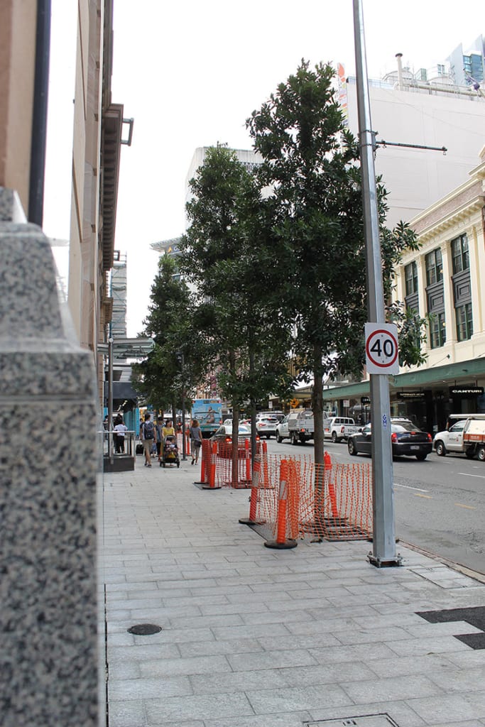 Bigger trees please! 3 ways to overcome the Urban Heat Island